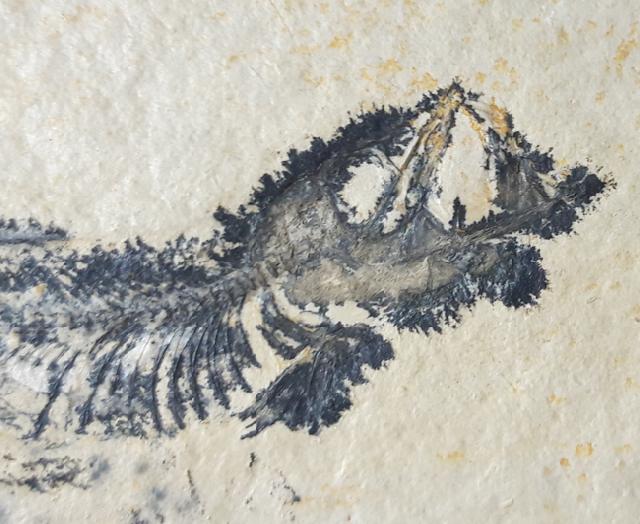 Leptolepides sprattiformis (BLAINVILLE 1818) - Bild &copy; FossNet FossilienStore